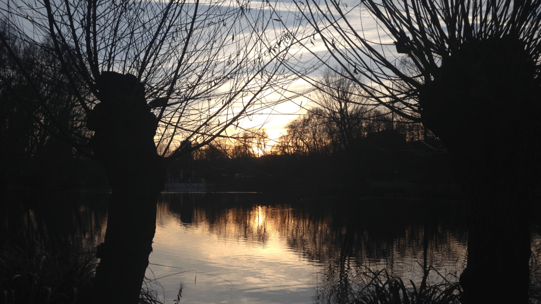 Sonnenspiel und Schattenäste