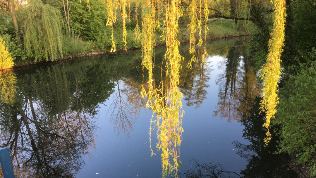 Weidenblätter über Wasser