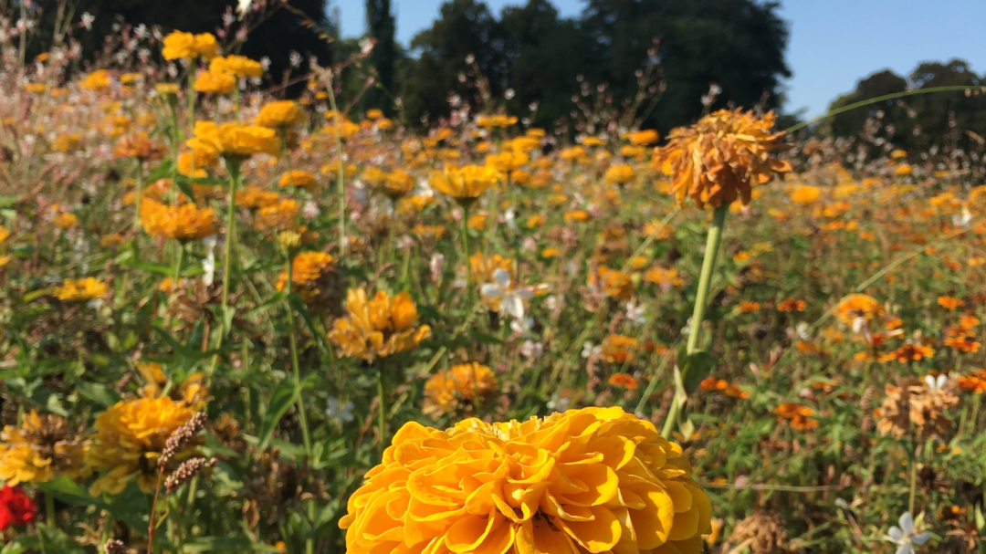 Blumenwiese in grün und hellem Orange