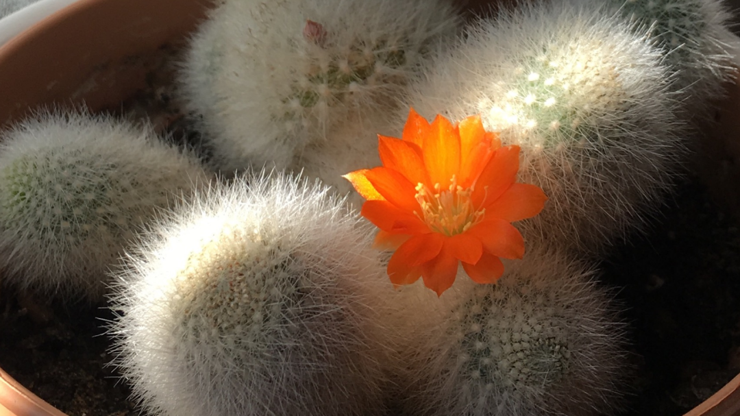 Kaktus mit leuchtend orangener Blüte