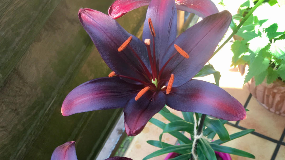 Blüte in tiefstem Dunkellila