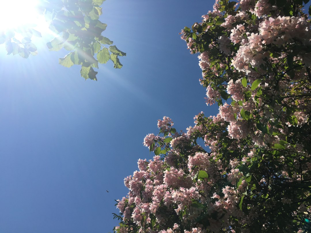 Lichtspiele und Blumenmeere