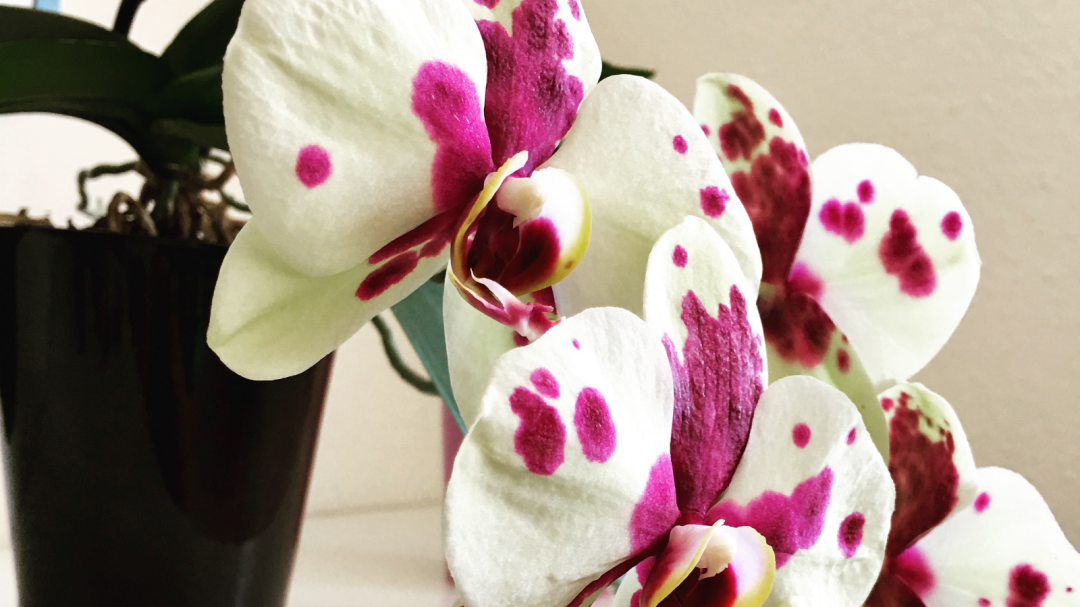 wunderschöne Orchidee