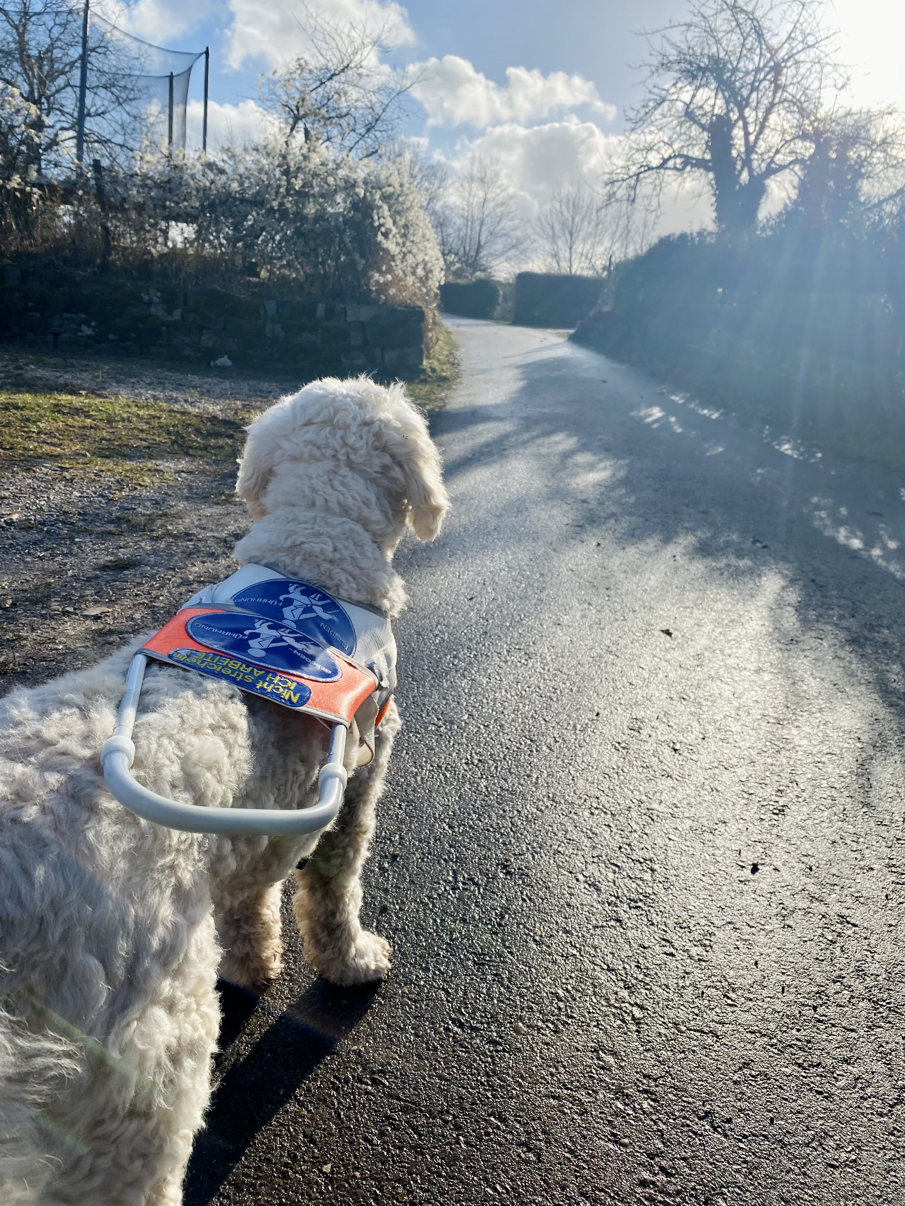 Harry steht im weißen Führgeschirr auf einem asphaltierten Weg, rechts und links Wiesen und Büsche und blickt die sonnenbeschienene Straße entlang.