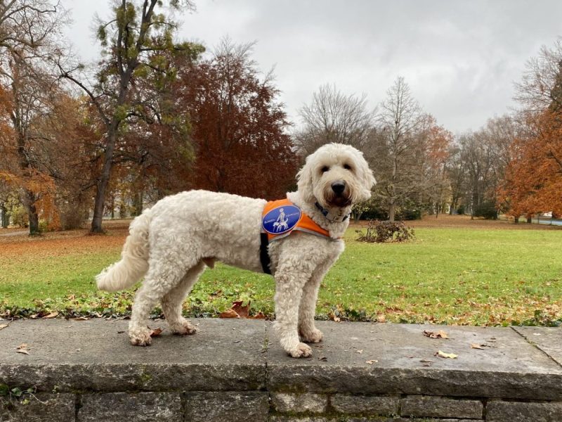 Blindenführhund Harry: glücklicher Hund mit wichtiger Aufgabe