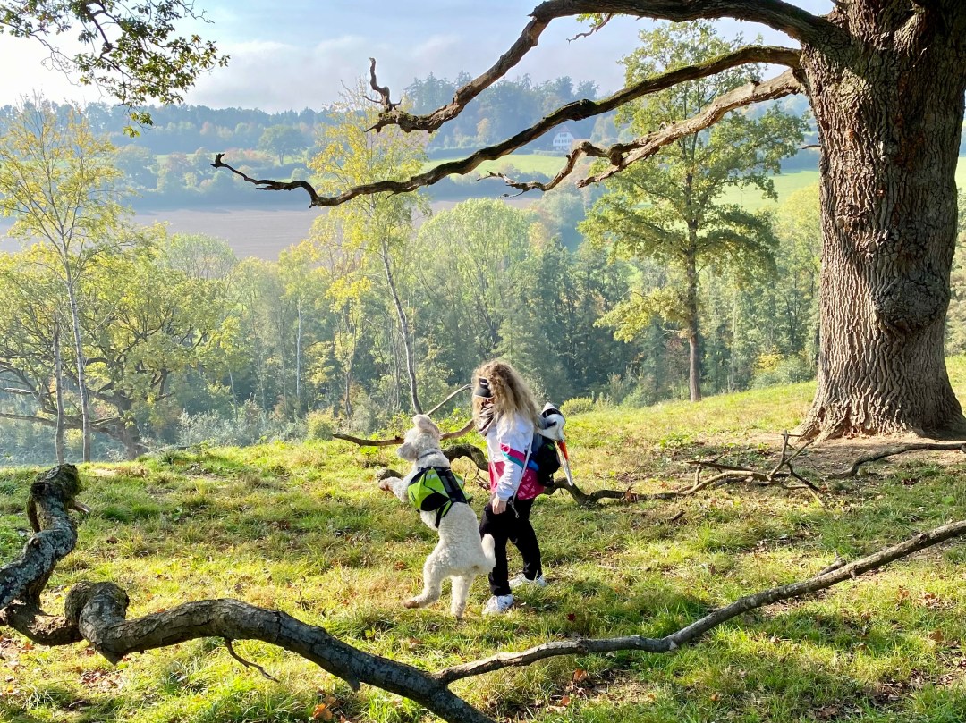 Lizzi kämpft mit ihrem Blindenführhund Harry, einem blonden Goldendoodle, um einen riesigen Stock im herbstlichen Sonnenschein.