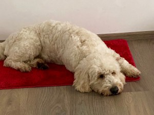 Auf einer roten Matte liegt der flauschig-gelockte, hellblonde Harry. 